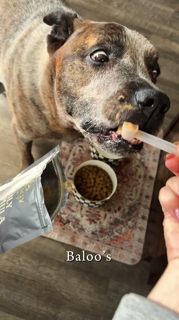 Baloo, Anna&rsquo;s senior dog, wide-eyed over a spoonful of snacks